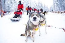 dogs on snow covered field during daytime