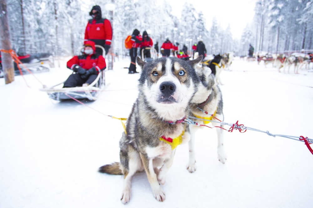 dogs on snow covered field during daytime