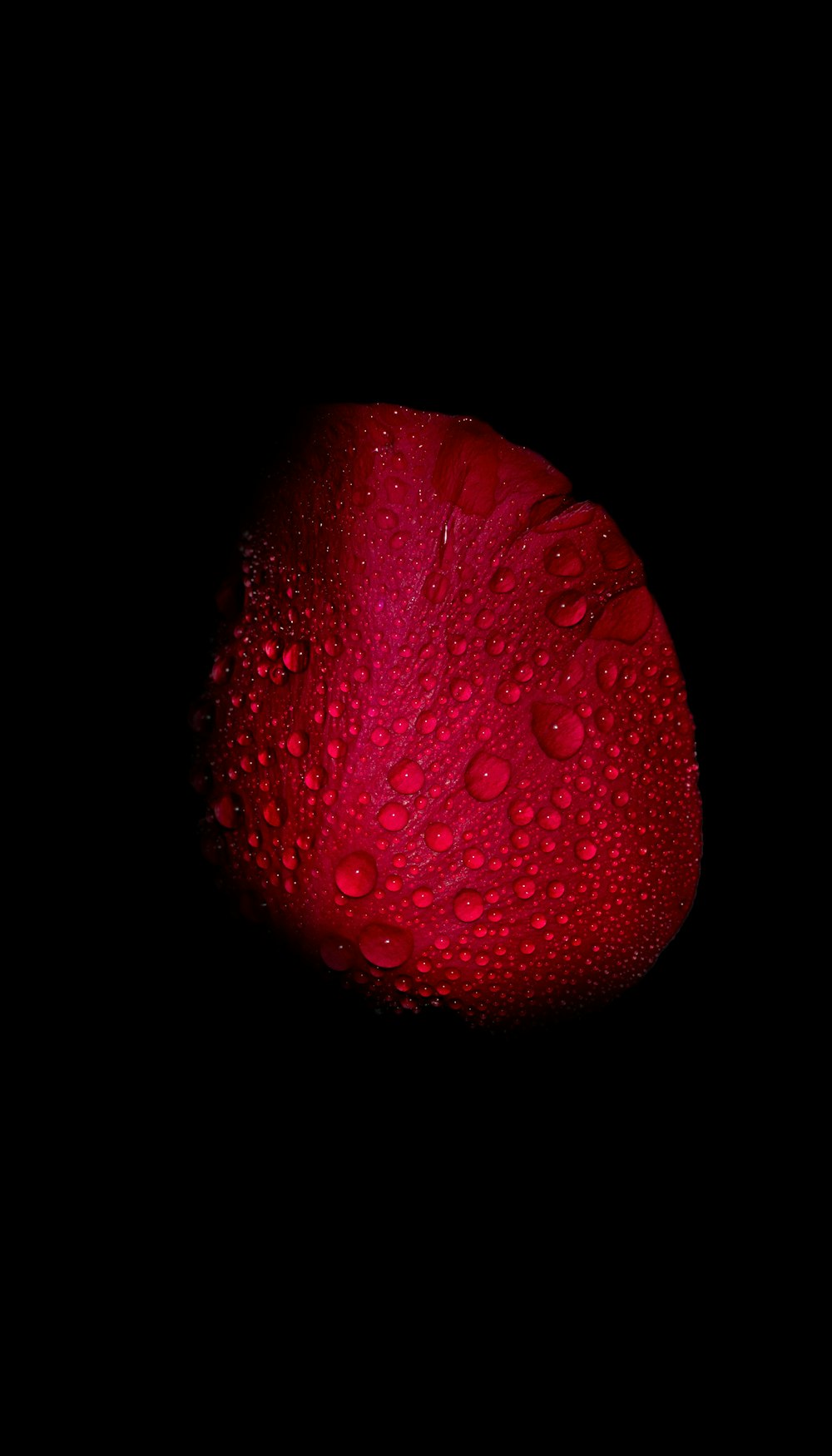 red heart shaped leaf with water droplets