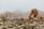 Rocky desert landscape featuring large boulders and scattered Joshua trees under a hazy sky. The terrain is arid, with sparse vegetation and prominent rock formations.