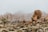 Rocky desert landscape featuring large boulders and scattered Joshua trees under a hazy sky. The terrain is arid, with sparse vegetation and prominent rock formations.