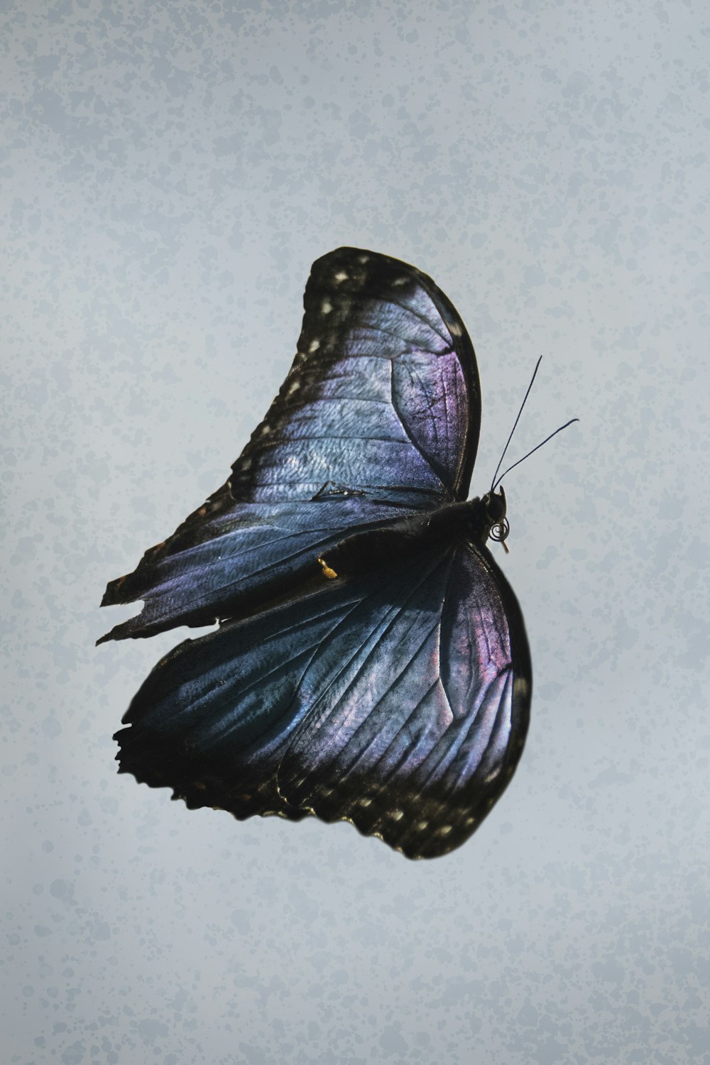 blue and black butterfly on white wall