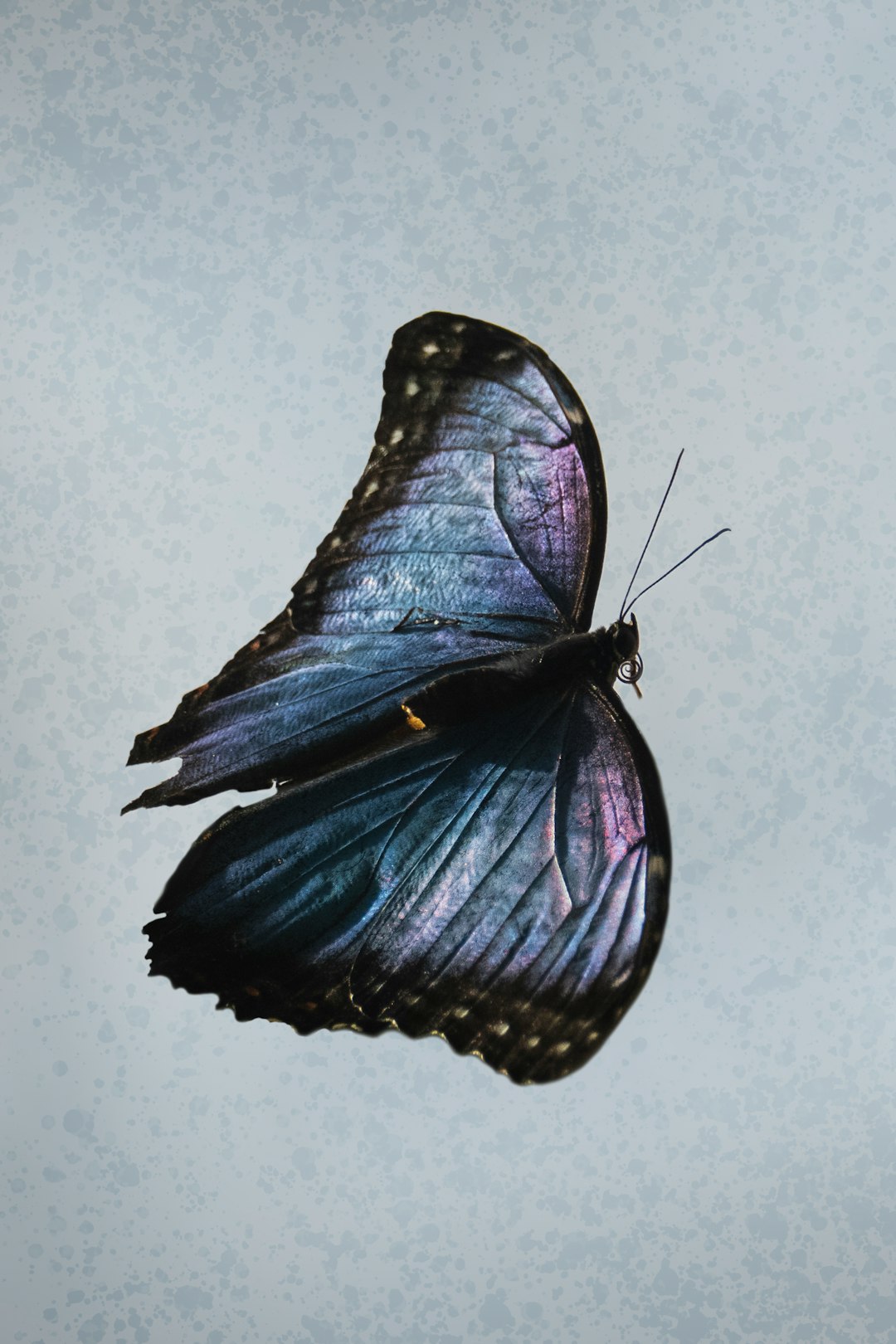blue and black butterfly on white wall