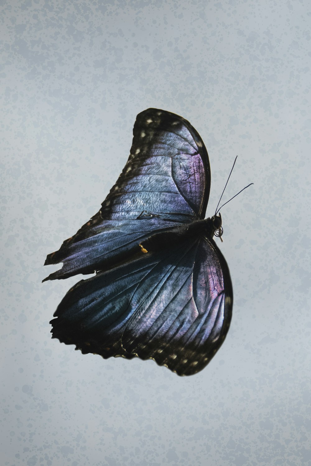 borboleta azul e preta na parede branca