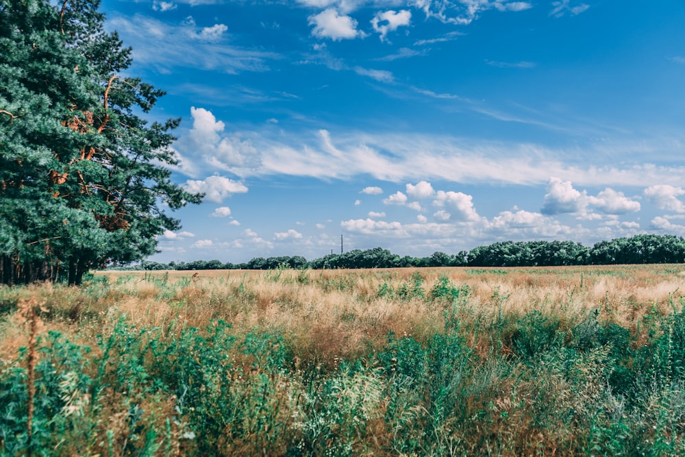 green grass field under blue sky and white clouds during daytime