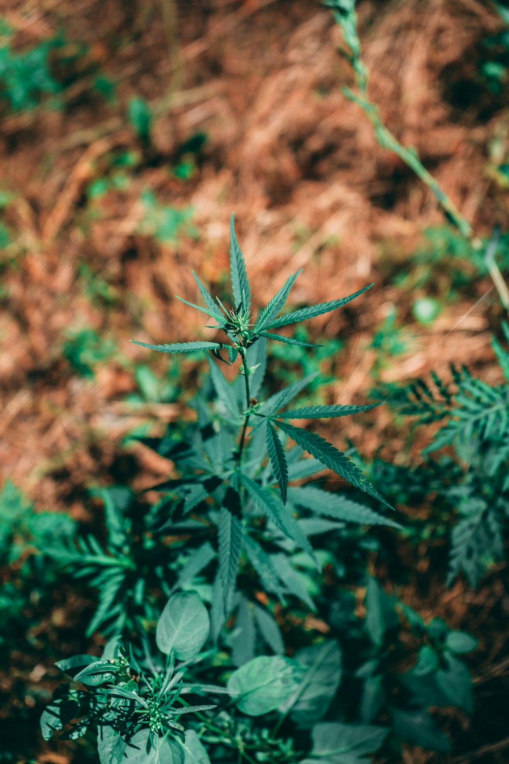 green plant in tilt shift lens