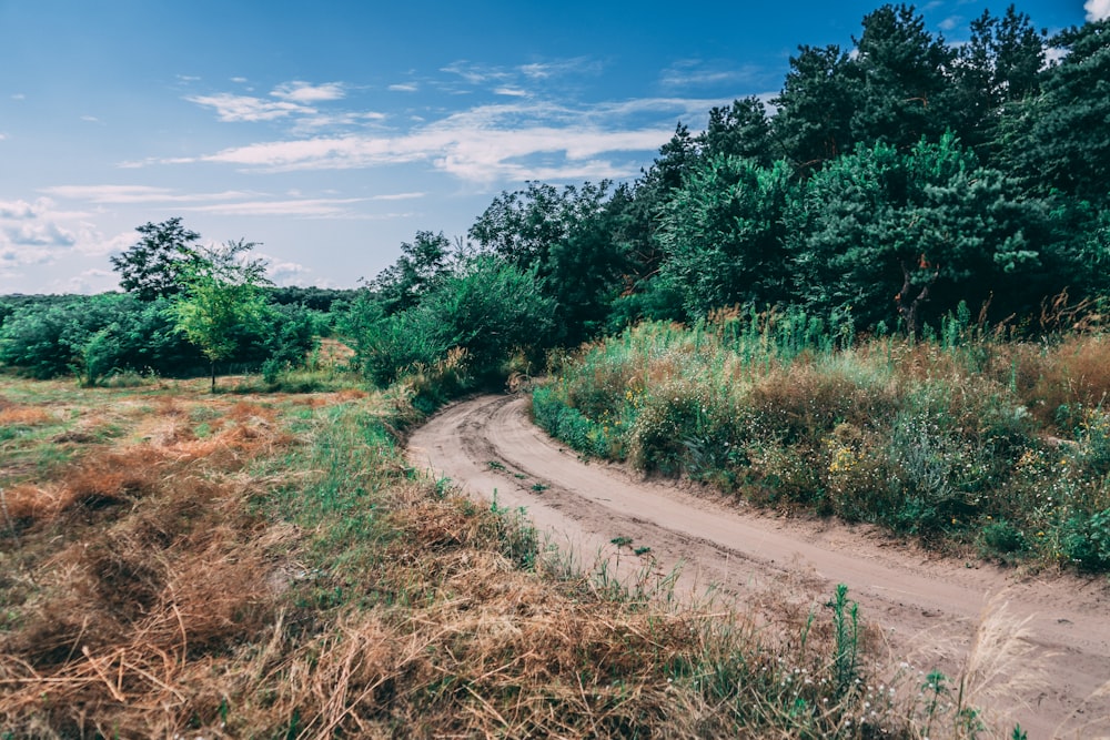 green trees beside road under blue sky during daytime