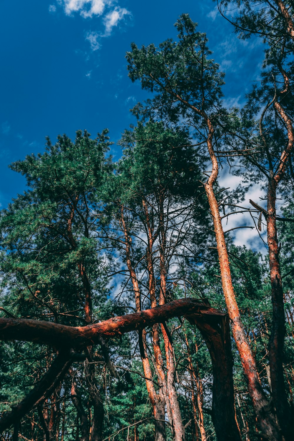 green trees under blue sky during daytime