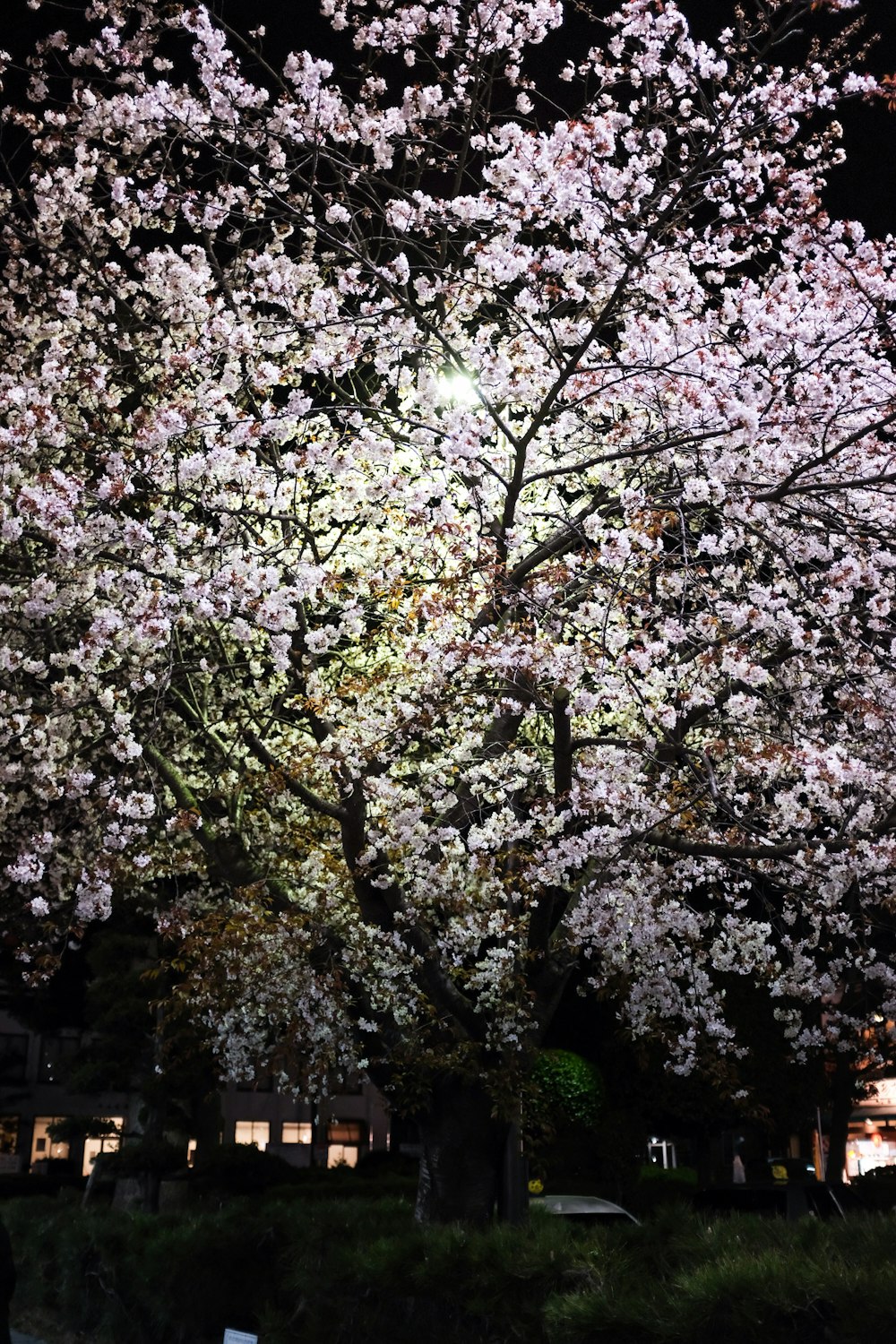 white and pink cherry blossom tree