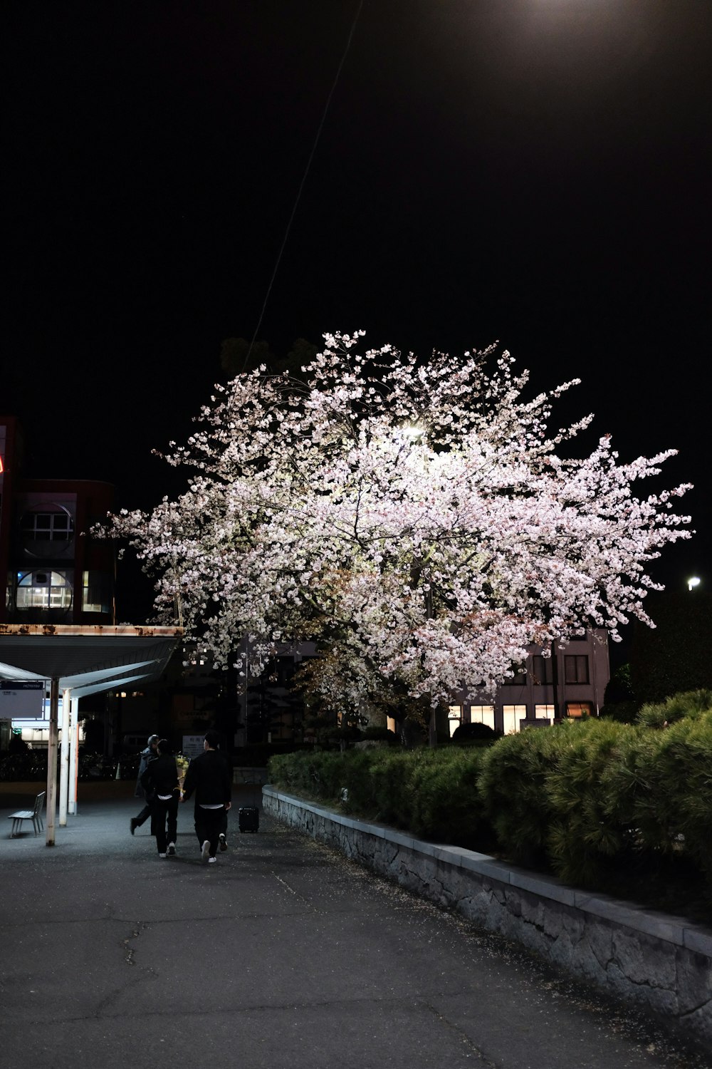 밤에 흰 벚꽃 나무 근처 보도를 걷는 사람들