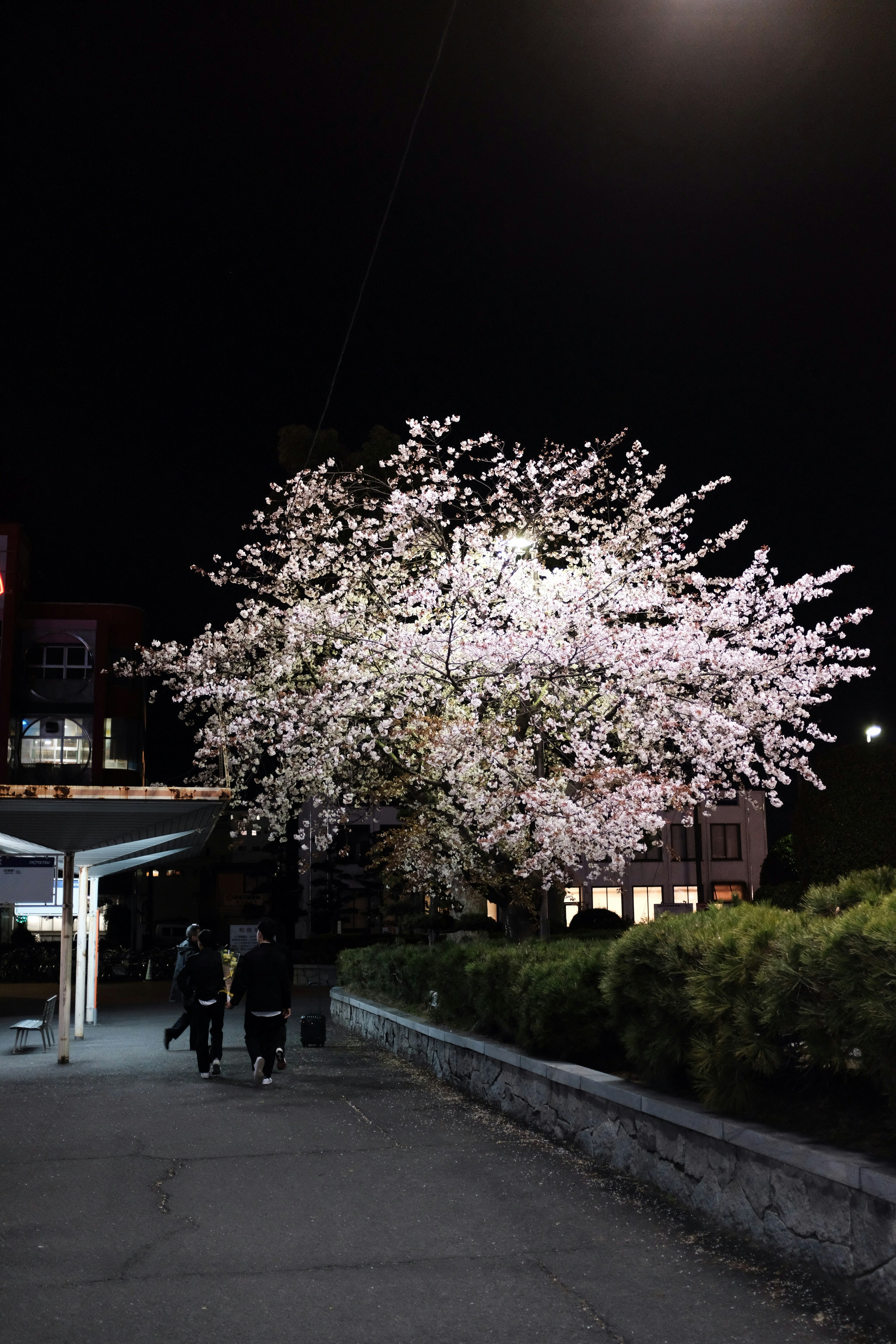 people walking on sidewalk near white cherry blossom tree during night time