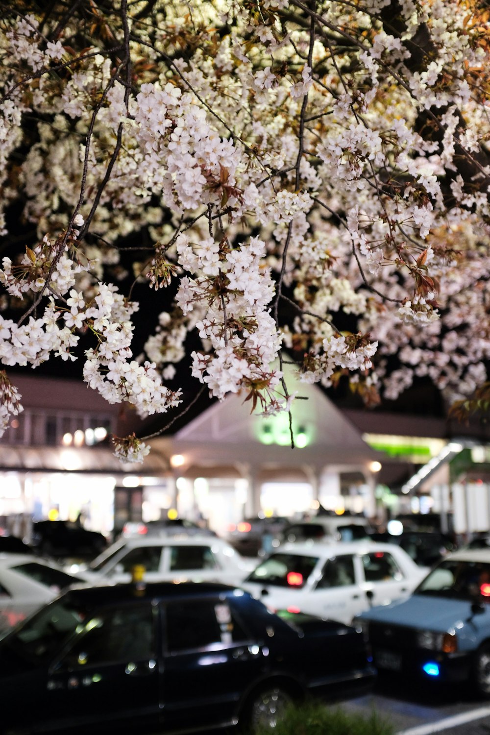 밤에는 흰 벚꽃 나무