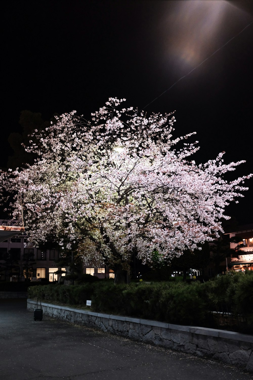 green trees near brown building during night time