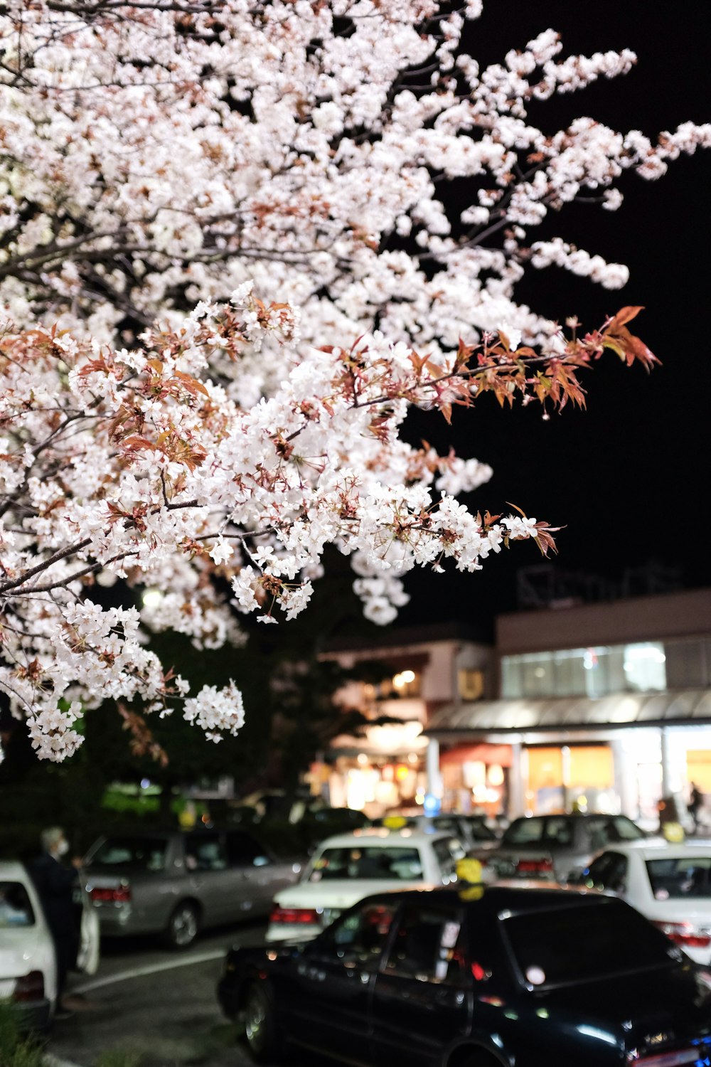 white cherry blossom in selective focus photography