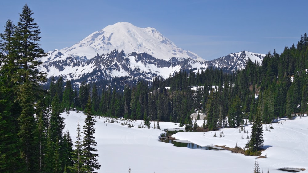 green pine trees on snow covered mountain during daytime