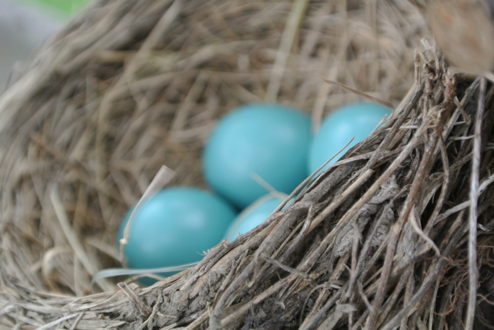 blue egg on brown nest