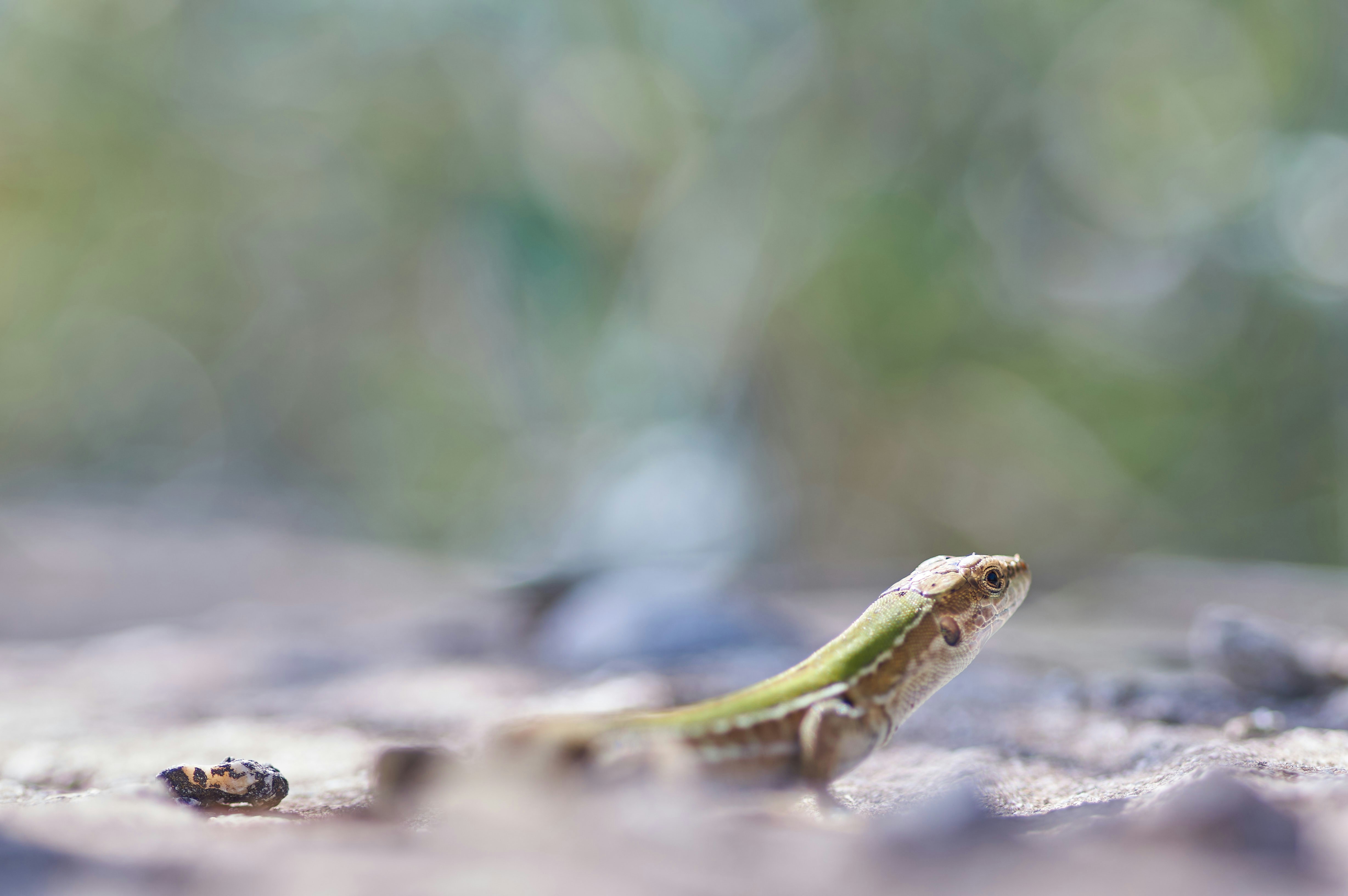 Photo by wolfgang_hasselmann