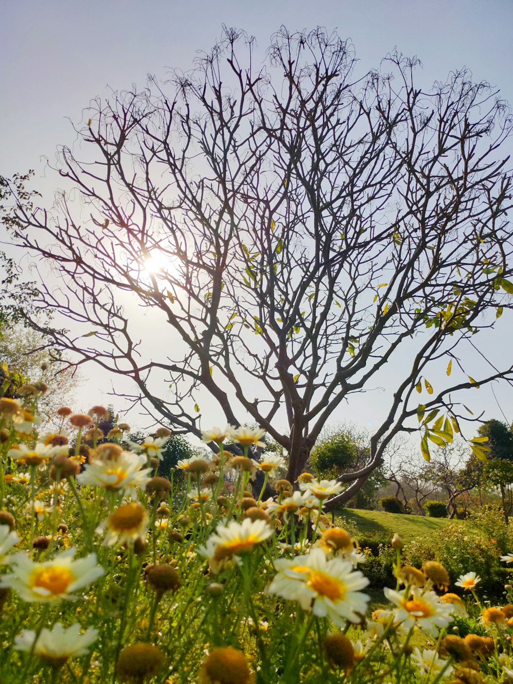 white and yellow flowers near bare trees during daytime