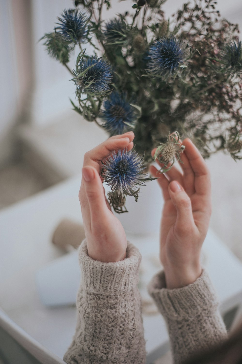 person holding green and blue plant