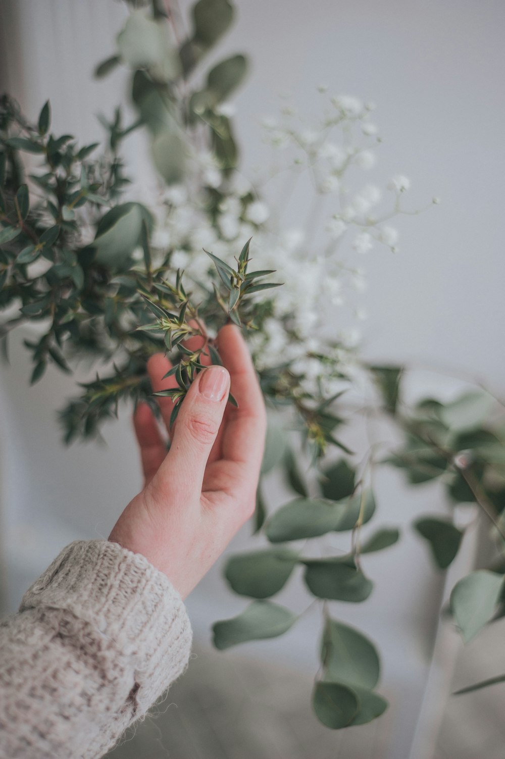 person holding green plant with water droplets