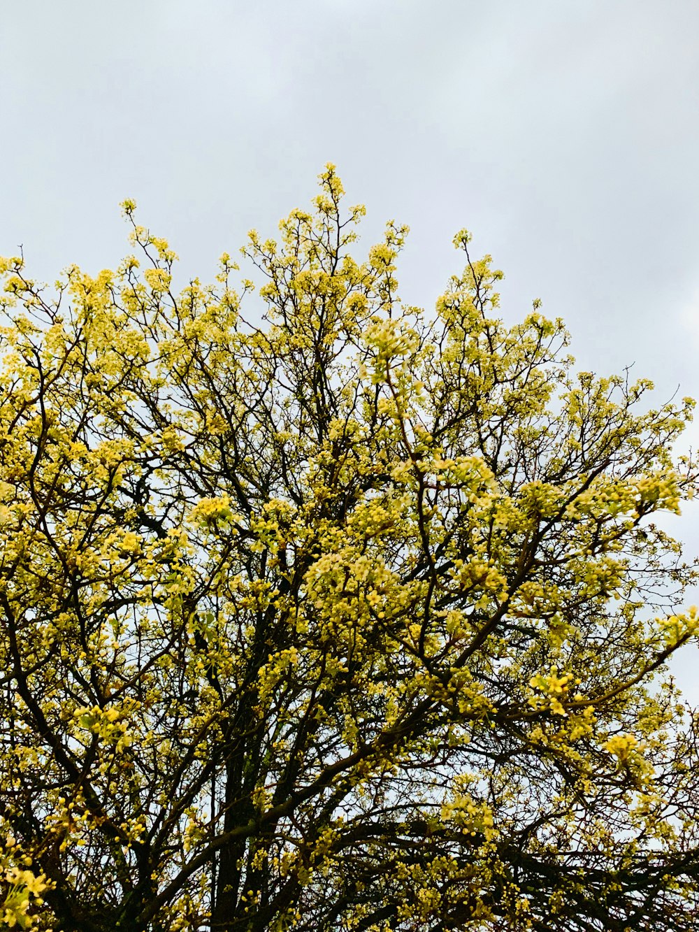 yellow leaf tree under blue sky during daytime