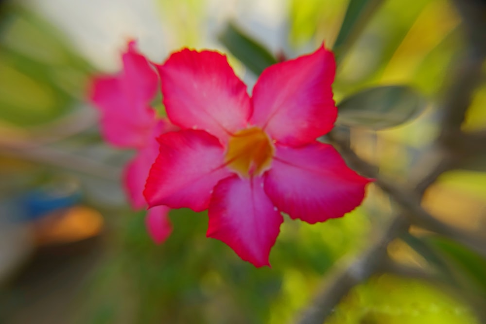 pink flower in tilt shift lens