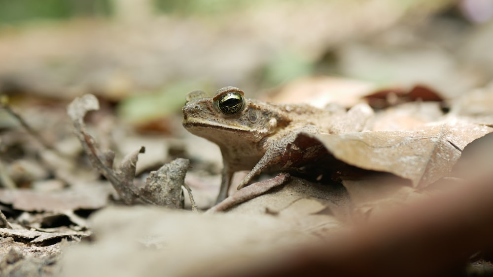 brown frog on brown dried leaves