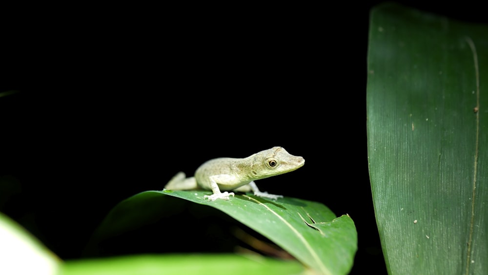 green frog on green leaf