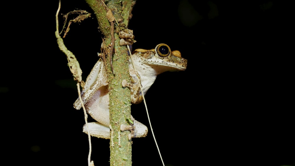 brown frog on brown tree branch