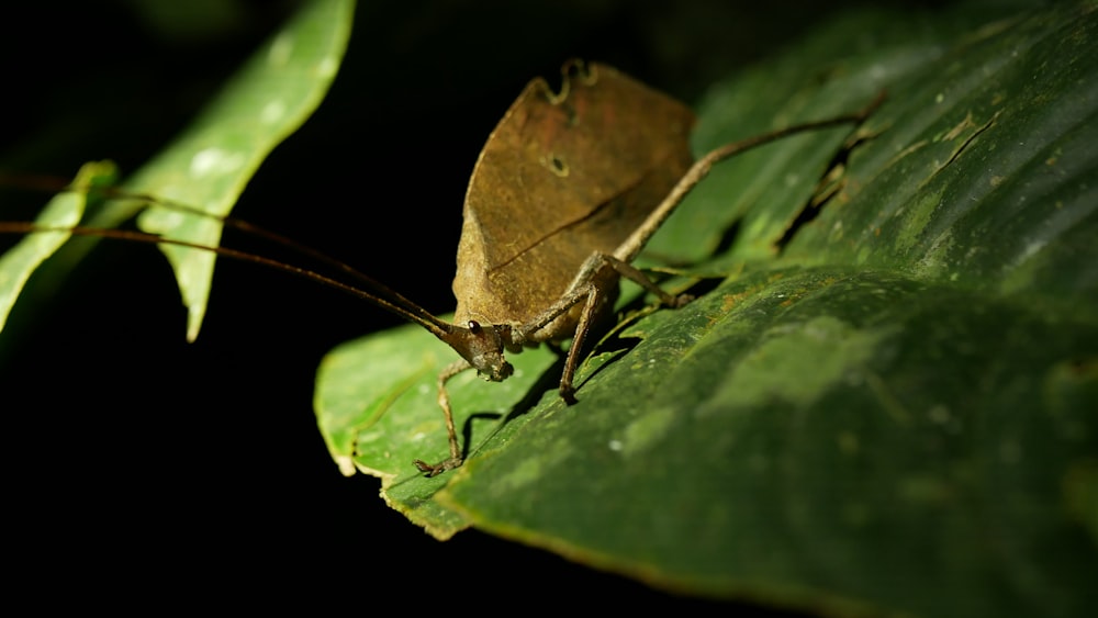 brown grasshopper on green leaf