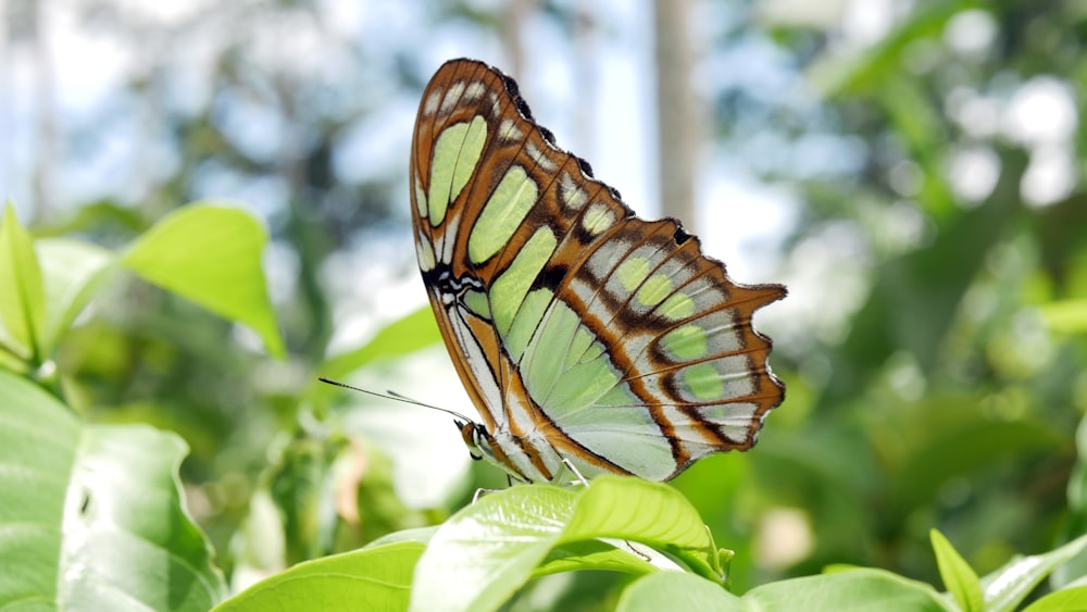 Mariposa marrón y negra en hoja verde durante el día