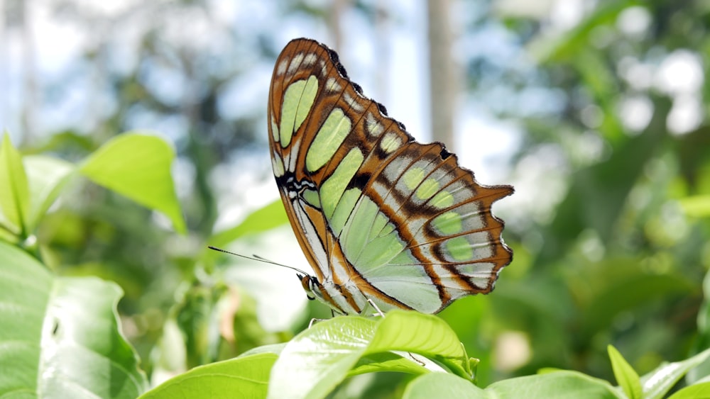 brown and black butterfly on green leaf during daytime