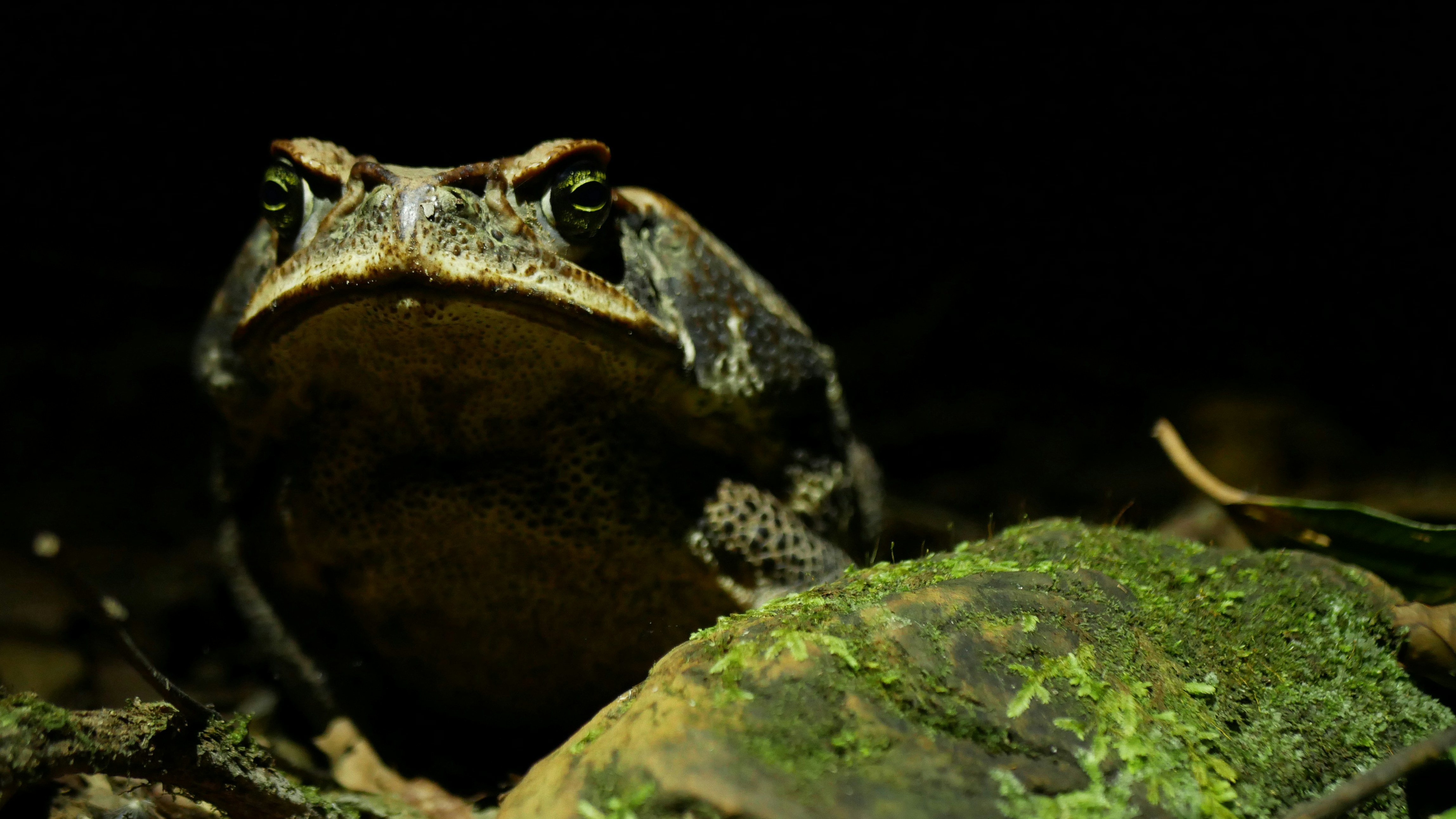 Grumpy looking Rhinella marina, big toad during night time in the Amazon rainforest, Peru