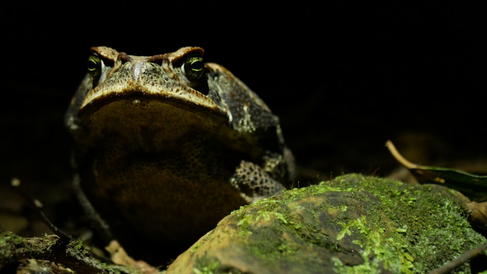 brown and black frog on green moss