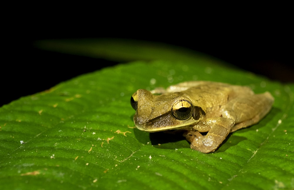 green frog on green leaf