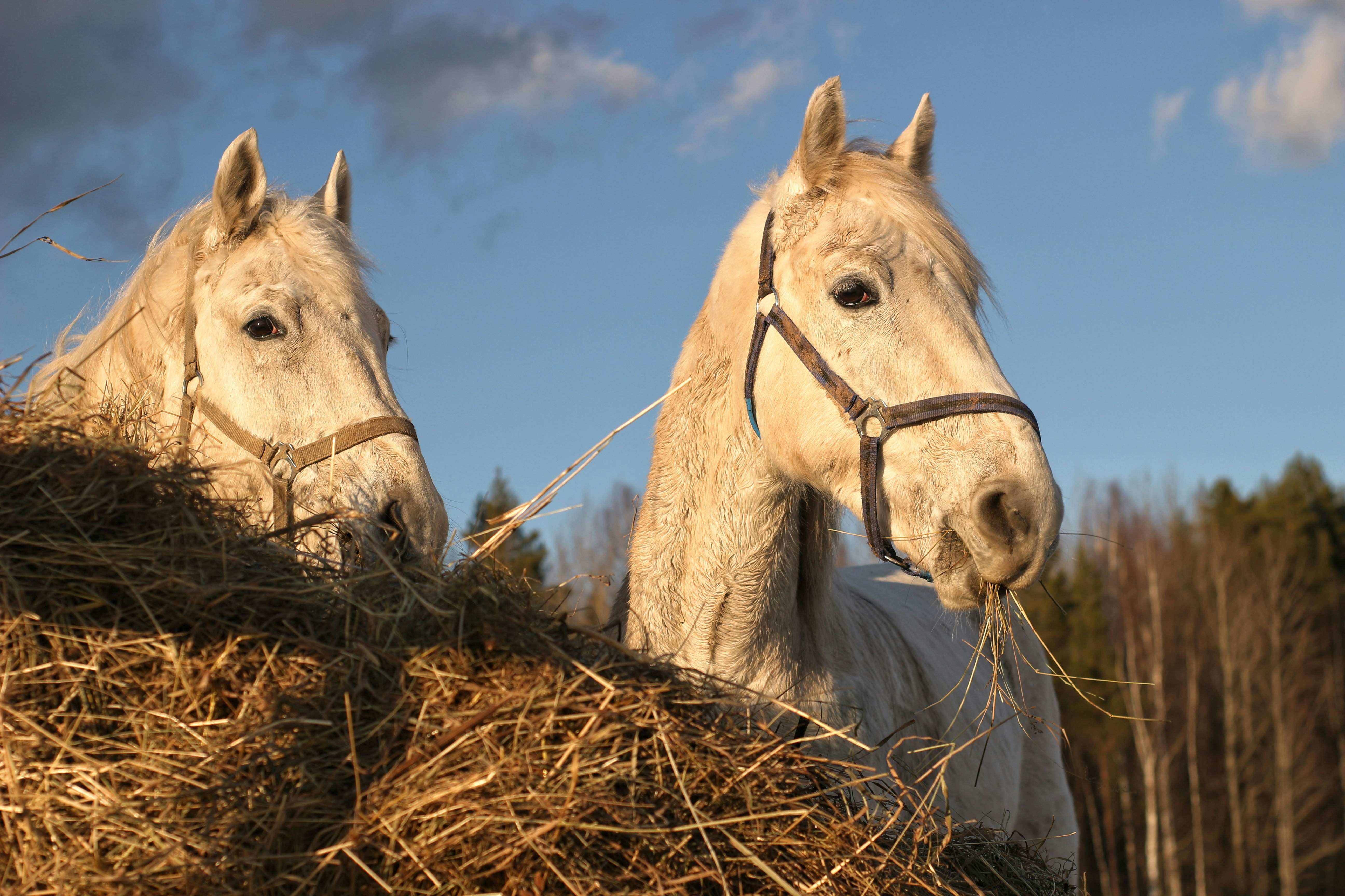 Different types of horse hay