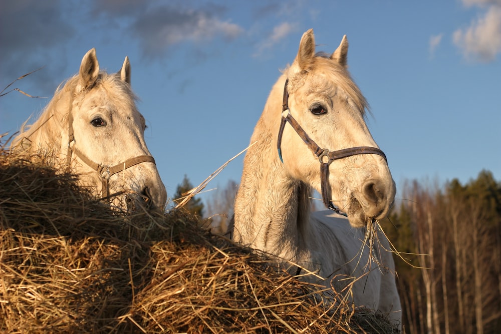 white horse on brown dried grass field during daytime