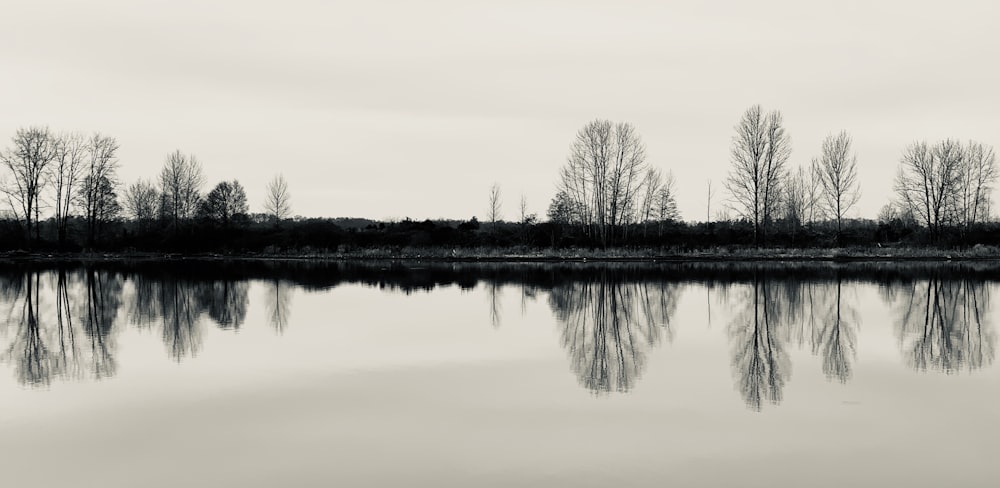 bare trees near body of water during daytime