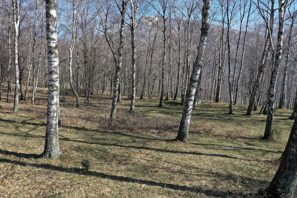 brown bare trees on green grass field during daytime