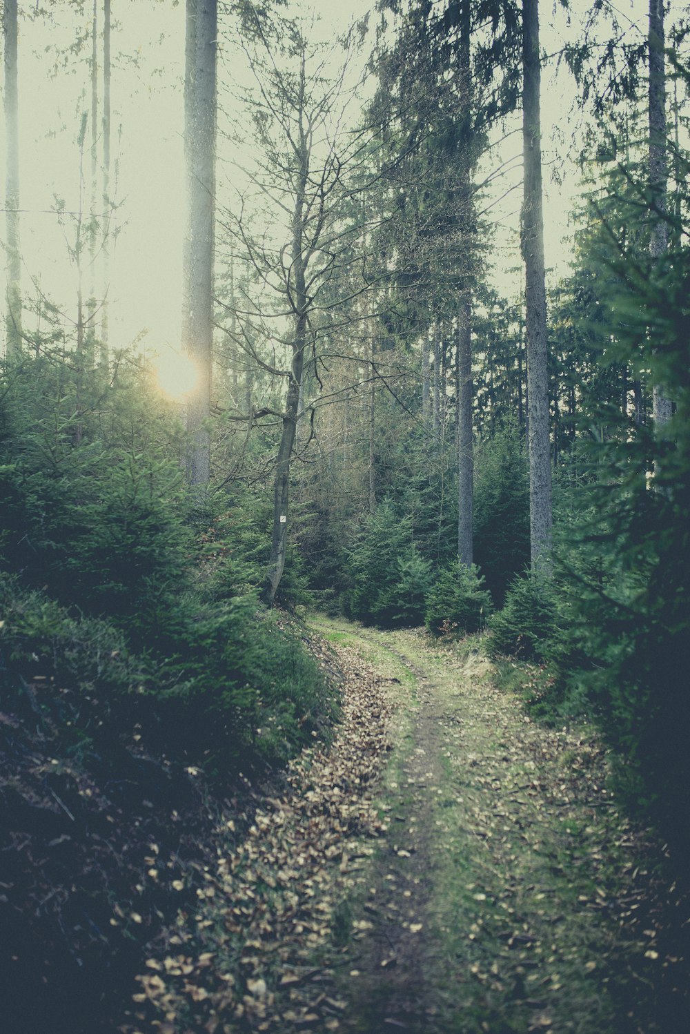 green trees on forest during daytime