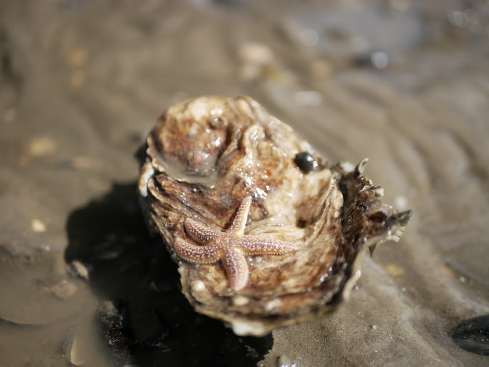 créature marine brune et blanche sur le sable brun