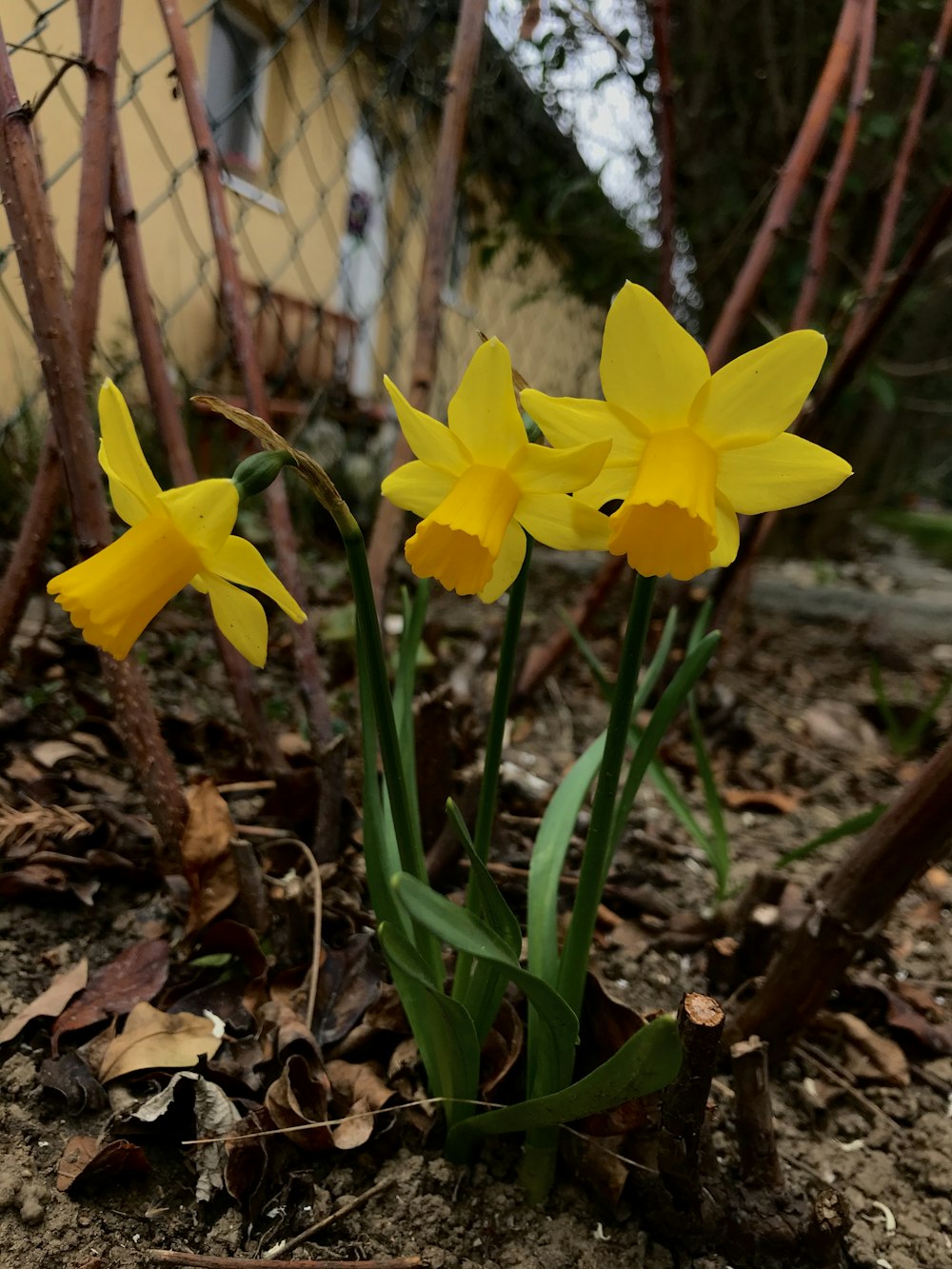 yellow daffodils in bloom during daytime