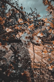 A branch of almond blossoms with delicate white and brown flowers, set against a background of darker foliage and a slightly overcast sky.