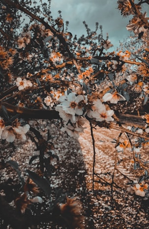 A serene scene of almond branches with ripe almonds and delicate leaves under soft sunlight.