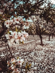 A picturesque almond orchard in bloom.