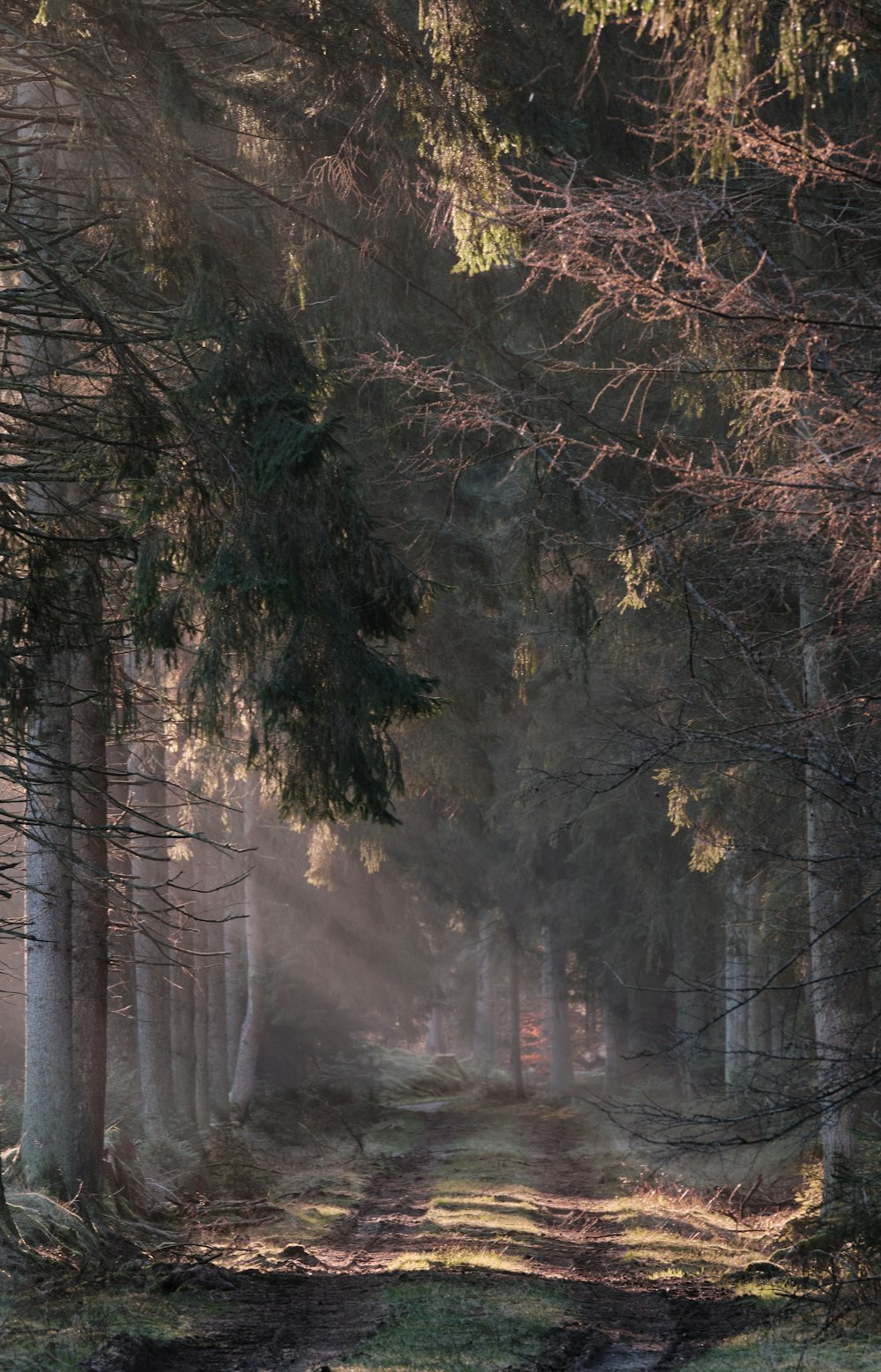 green trees covered with snow