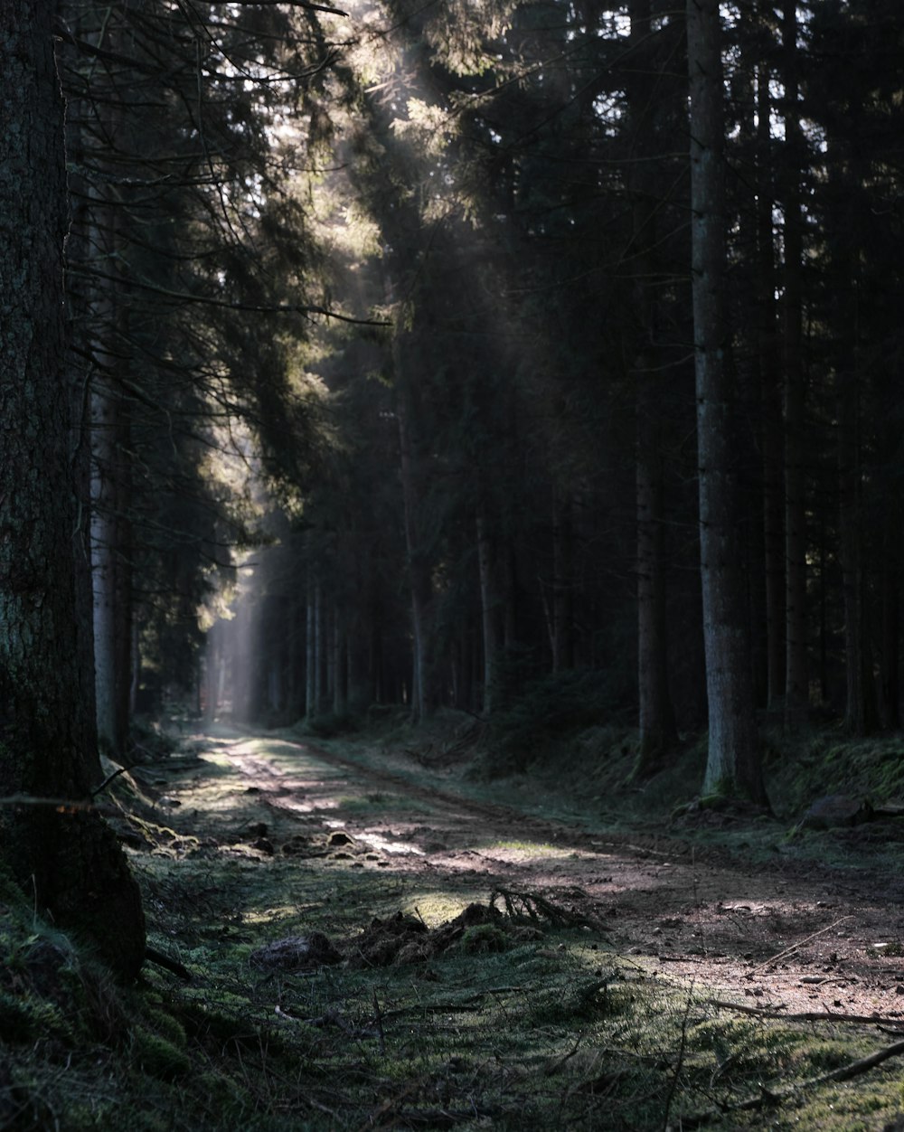 green trees on brown soil