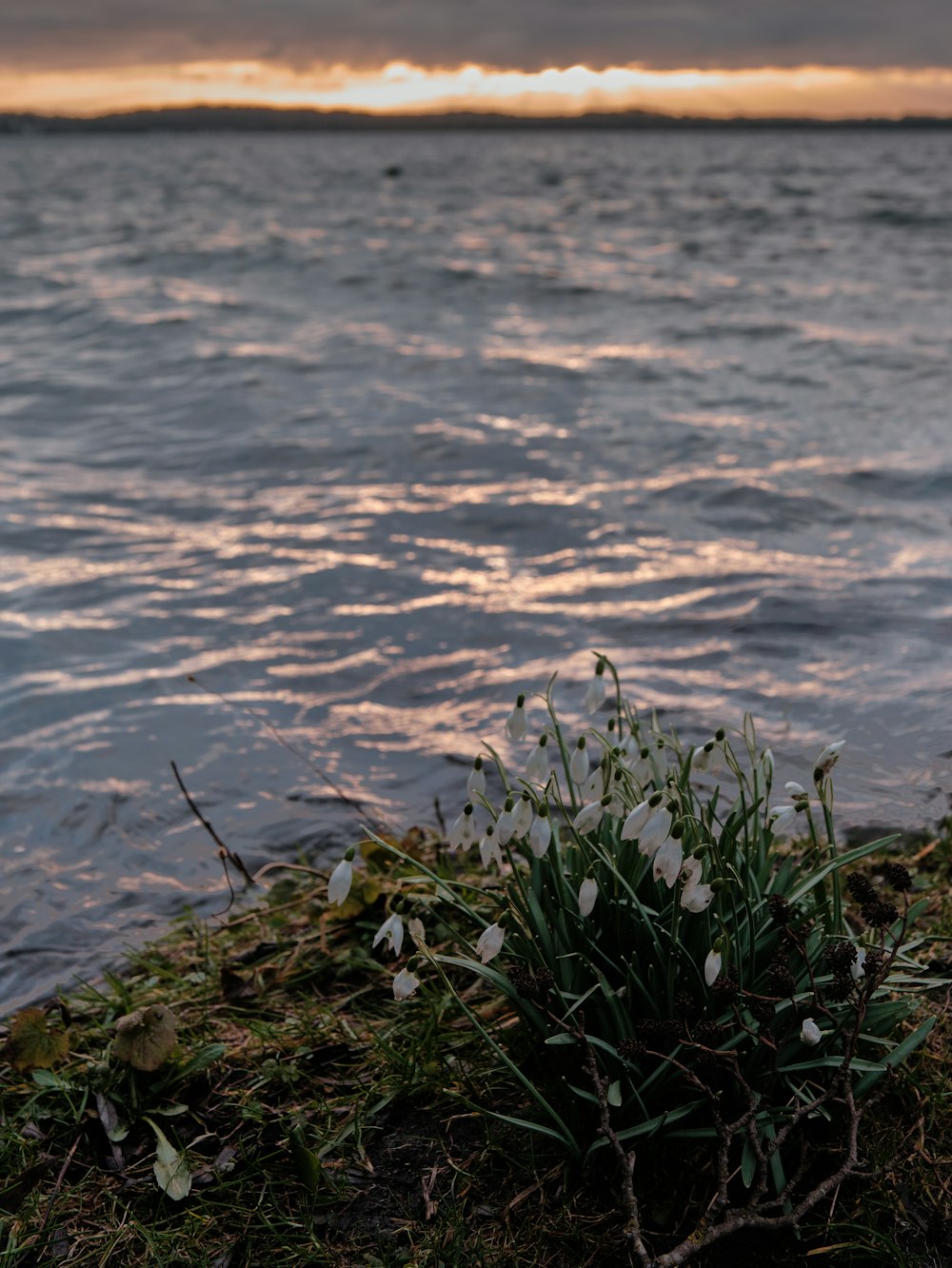 white flowers near body of water during daytime