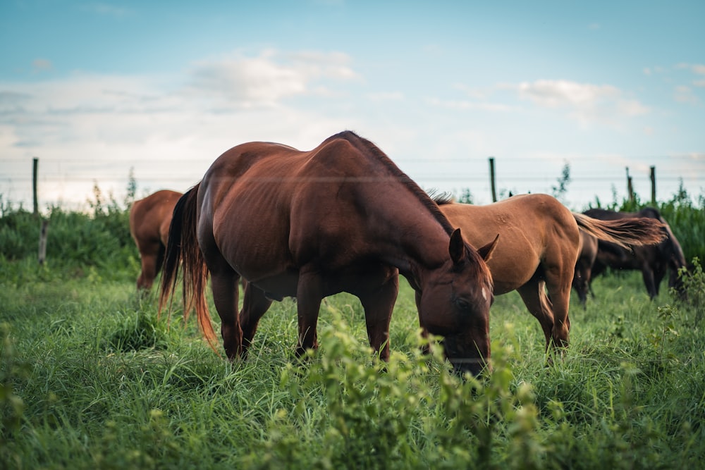 cavalo marrom no campo verde da grama durante o dia