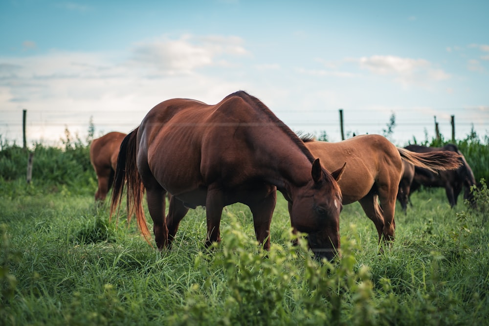 brown horse on green grass field during daytime